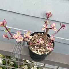 2026年最新】ポーチュラカリア アフラの人気アイテム - メルカリ