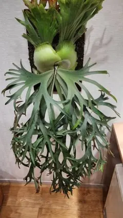 2026年最新】月光 ビカクシダの人気アイテム - メルカリ