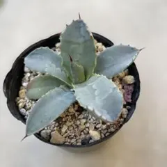 2026年最新】トランカータ 実生の人気アイテム - メルカリ