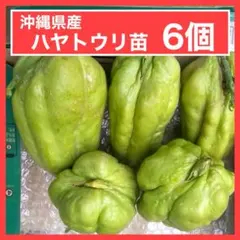 2026年最新】ハヤトウリ苗の人気アイテム - メルカリ