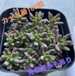 2026年最新】エケベリアムラサキの人気アイテム - メルカリ