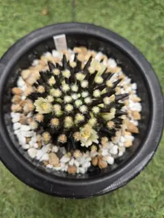 2026年最新】マミラリア 明星の人気アイテム - メルカリ