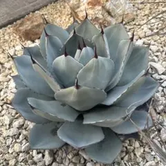 2026年最新】アガベ パリー ハンティントンの人気アイテム - メルカリ