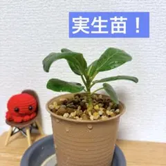 2026年最新】フィカス・ ベンガレンシスの人気アイテム - メルカリ