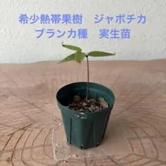 2026年最新】ジャボチカバの人気アイテム - メルカリ