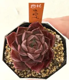 2026年最新】miya苗の人気アイテム - メルカリ