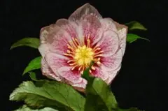 2026年最新】加藤農園 プリマヴェーラの人気アイテム - メルカリ