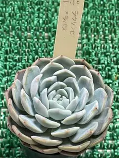 2026年最新】ミソップ苗の人気アイテム - メルカリ