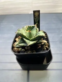 2026年最新】Cj アガベの人気アイテム - メルカリ