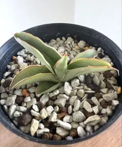 2026年最新】サンスベリア ロリダの人気アイテム - メルカリ