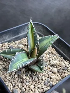 2026年最新】アガベ sad 錦の人気アイテム - メルカリ