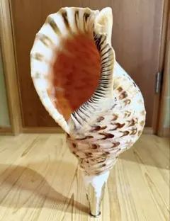 2026年最新】法螺貝の人気アイテム - メルカリ