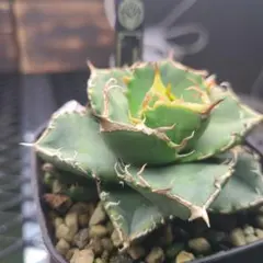 2026年最新】皇冠 子株の人気アイテム - メルカリ