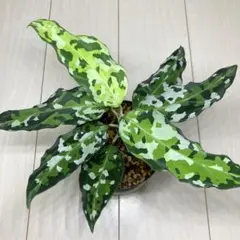 2026年最新】アグラオネマピクタム アンダマンの人気アイテム - メルカリ