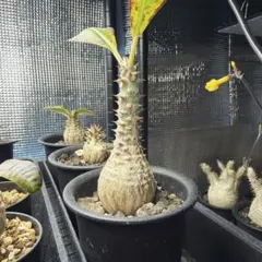 2026年最新】パキポディウムウィンゾリーの人気アイテム - メルカリ