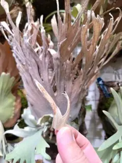 2026年最新】ペドロ ビカクシダの人気アイテム - メルカリ