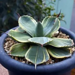 2026年最新】アガベ ライムストリークの人気アイテム - メルカリ