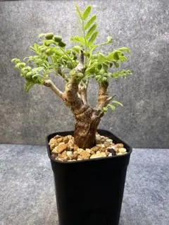 2026年最新】センナメリディオナリス の人気アイテム - メルカリ