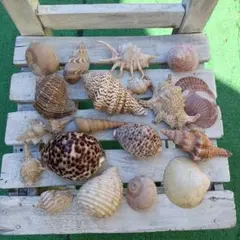 2026年最新】ほら貝 置物の人気アイテム - メルカリ