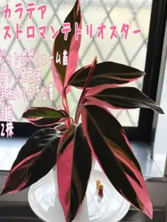 2026年最新】ストロマンテ トリオスターの人気アイテム - メルカリ