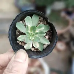 2026年最新】錦 アエオニウムの人気アイテム - メルカリ