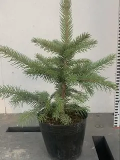 2026年最新】コロラドトウヒの人気アイテム - メルカリ