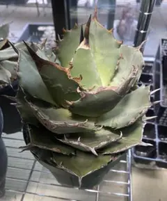 2026年最新】金鯨 アガベの人気アイテム - メルカリ