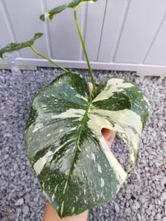 2026年最新】モンステラ グリーンスノーの人気アイテム - メルカリ