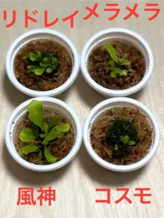 2026年最新】リドレイ 胞子の人気アイテム - メルカリ
