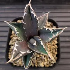 2026年最新】アガベ チタノタ 狼人の人気アイテム - メルカリ