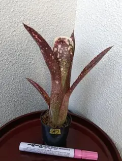 2026年最新】タンクブロメリアの人気アイテム - メルカリ