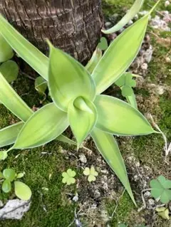 2026年最新】アテナータ 斑入りの人気アイテム - メルカリ