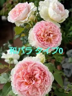 2026年最新】和バラの人気アイテム - メルカリ