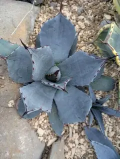 2026年最新】アガベ 吉祥天の人気アイテム - メルカリ