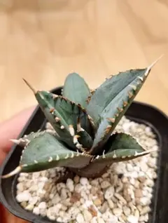 2026年最新】アガベ チタノタブルーの人気アイテム - メルカリ