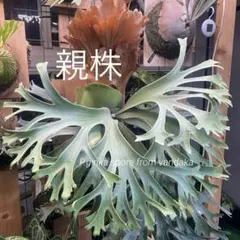 2026年最新】ginka ビカクシダの人気アイテム - メルカリ