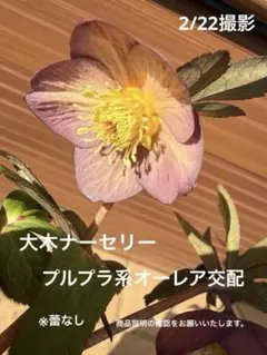 2026年最新】大木ナーセリーの人気アイテム - メルカリ