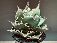 2026年最新】アカベ金剛狼の人気アイテム - メルカリ