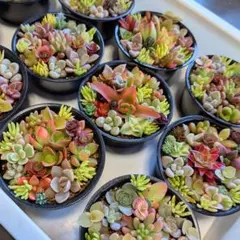 2026年最新】多肉植物 寄せ植え そのまま飾れるの人気アイテム - メルカリ