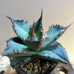 2026年最新】ホワイトファイヤー アガベの人気アイテム - メルカリ