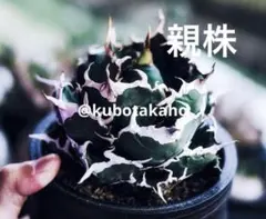 2026年最新】willing plantの人気アイテム - メルカリ