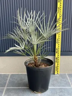 2026年最新】セリフェラの人気アイテム - メルカリ