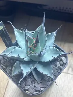 2026年最新】エボリスピナ bb ハイブリッドの人気アイテム - メルカリ