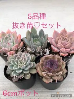 2026年最新】miya苗の人気アイテム - メルカリ