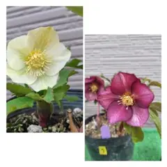 2026年最新】加藤農園さん苗の人気アイテム - メルカリ