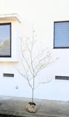 2026年最新】ドウダンツツジ 山採りの人気アイテム - メルカリ