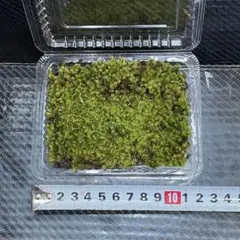 2026年最新】砂苔の人気アイテム - メルカリ