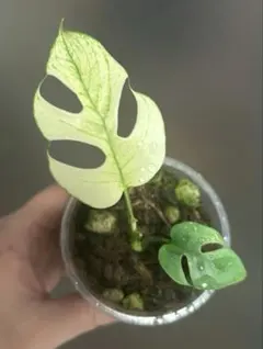 2026年最新】ラフィドフォラ テトラスペルマ ミント斑入りの人気