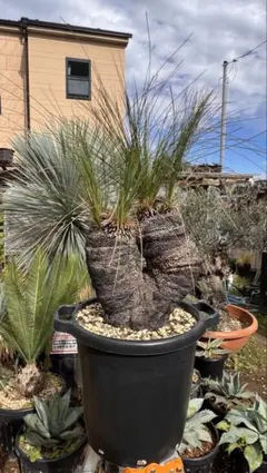 2026年最新】クサントロエア ジョンソニーの人気アイテム - メルカリ