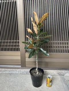 2026年最新】リトルジェム タイサンボクの人気アイテム - メルカリ